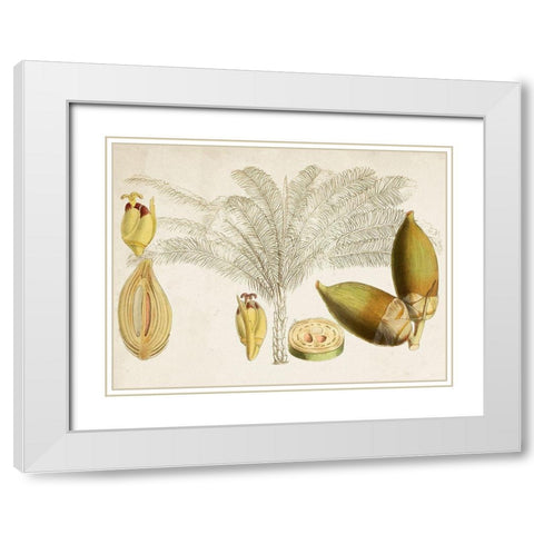 Tropical Foliage and Fruit VIII White Modern Wood Framed Art Print with Double Matting by Curtis