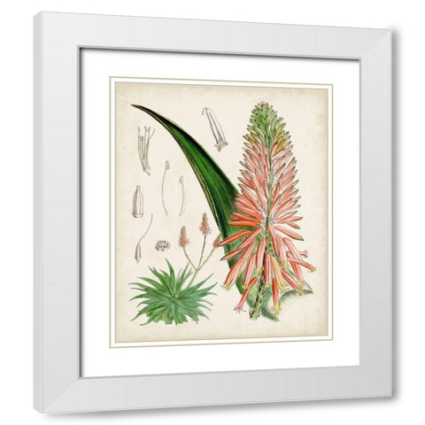 Delicate Tropicals I White Modern Wood Framed Art Print with Double Matting by Curtis