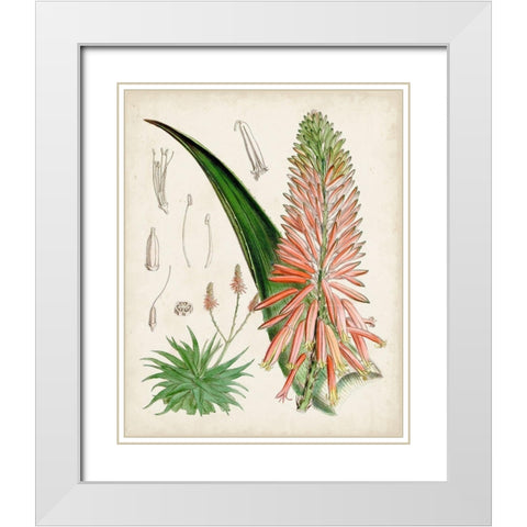 Delicate Tropicals I White Modern Wood Framed Art Print with Double Matting by Curtis