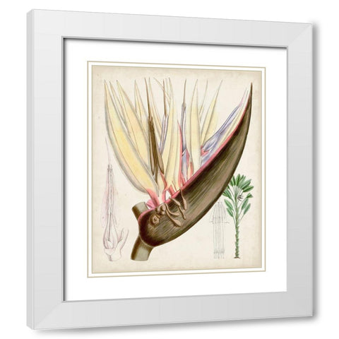 Delicate Tropicals II White Modern Wood Framed Art Print with Double Matting by Curtis
