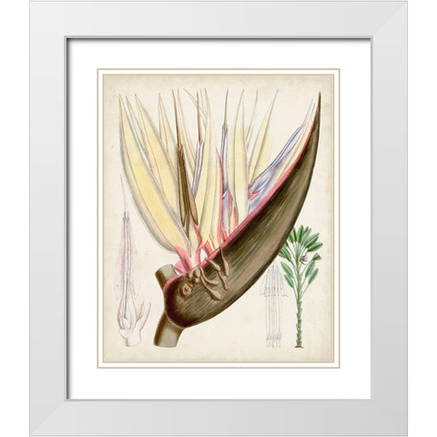Delicate Tropicals II White Modern Wood Framed Art Print with Double Matting by Curtis