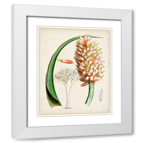 Delicate Tropicals III White Modern Wood Framed Art Print with Double Matting by Curtis