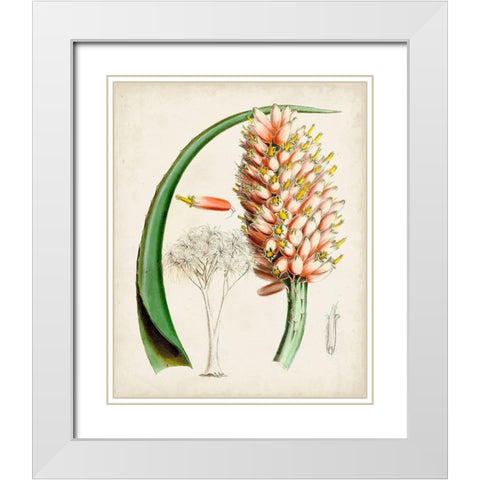 Delicate Tropicals III White Modern Wood Framed Art Print with Double Matting by Curtis