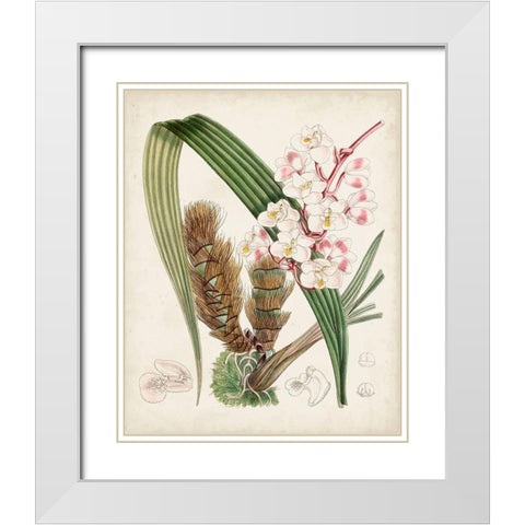 Delicate Tropicals VIII White Modern Wood Framed Art Print with Double Matting by Curtis