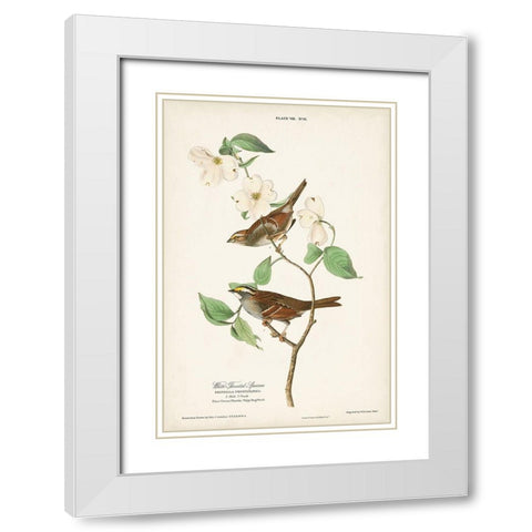 Pl.8 White-throated Sparrow White Modern Wood Framed Art Print with Double Matting by Audubon, John James