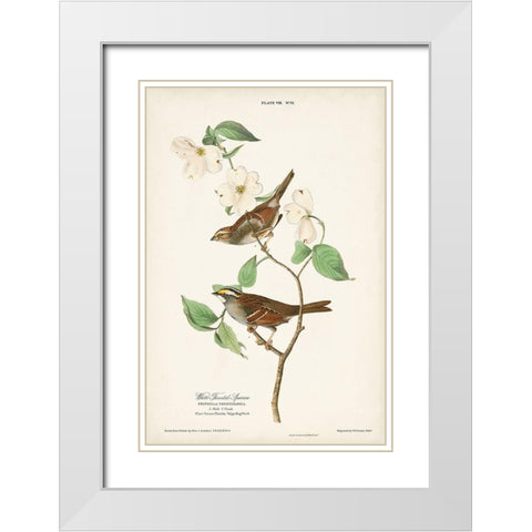 Pl.8 White-throated Sparrow White Modern Wood Framed Art Print with Double Matting by Audubon, John James