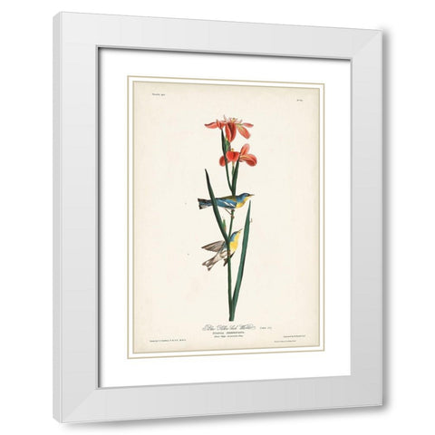 Pl. 15 Blue Yellow-back Warbler White Modern Wood Framed Art Print with Double Matting by Audubon, John James