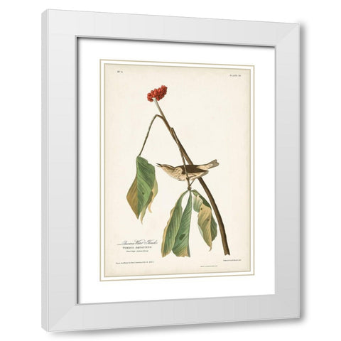 Pl. 19 Louisiana Water Thrush White Modern Wood Framed Art Print with Double Matting by Audubon, John James