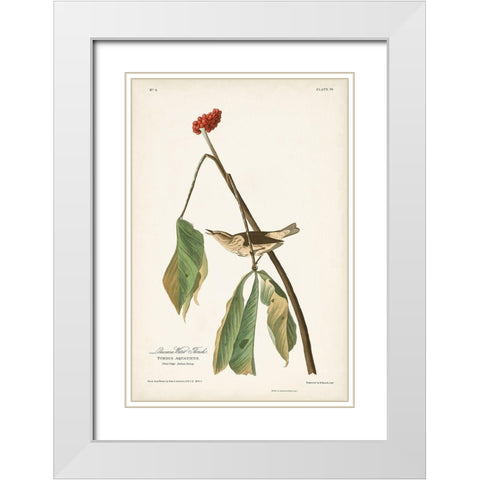 Pl. 19 Louisiana Water Thrush White Modern Wood Framed Art Print with Double Matting by Audubon, John James