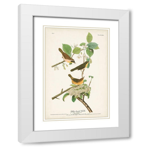 Pl. 23 Yellow-breasted Warbler White Modern Wood Framed Art Print with Double Matting by Audubon, John James