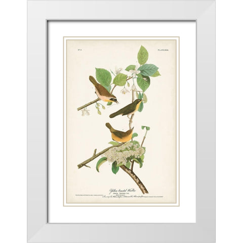 Pl. 23 Yellow-breasted Warbler White Modern Wood Framed Art Print with Double Matting by Audubon, John James