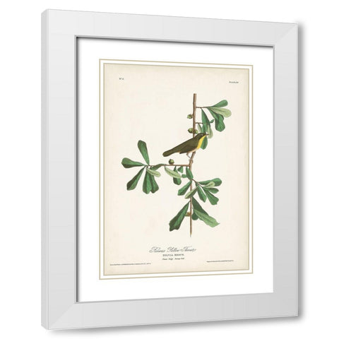 Pl. 24 Roscoes Yellow Throat White Modern Wood Framed Art Print with Double Matting by Audubon, John James