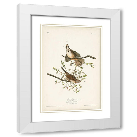 Pl. 25 Song Sparrow White Modern Wood Framed Art Print with Double Matting by Audubon, John James