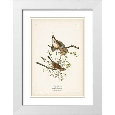 Pl. 25 Song Sparrow White Modern Wood Framed Art Print with Double Matting by Audubon, John James