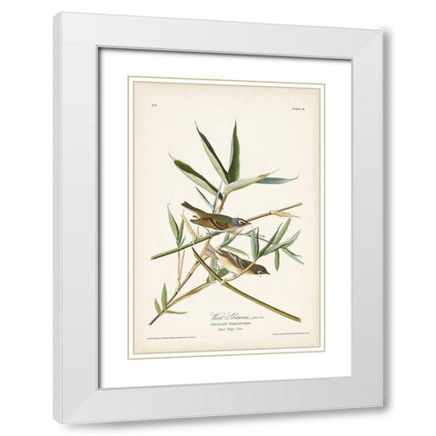 Pl. 28 Vireo Solitarius White Modern Wood Framed Art Print with Double Matting by Audubon, John James