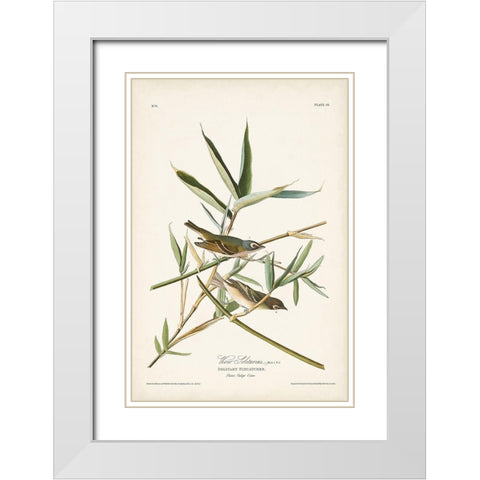 Pl. 28 Vireo Solitarius White Modern Wood Framed Art Print with Double Matting by Audubon, John James