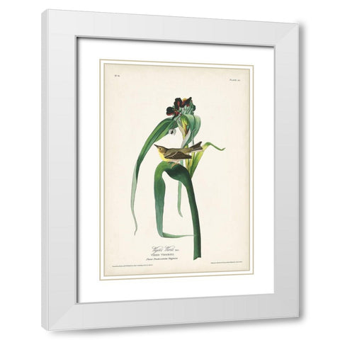 Pl. 30 Vigors Vireo White Modern Wood Framed Art Print with Double Matting by Audubon, John James