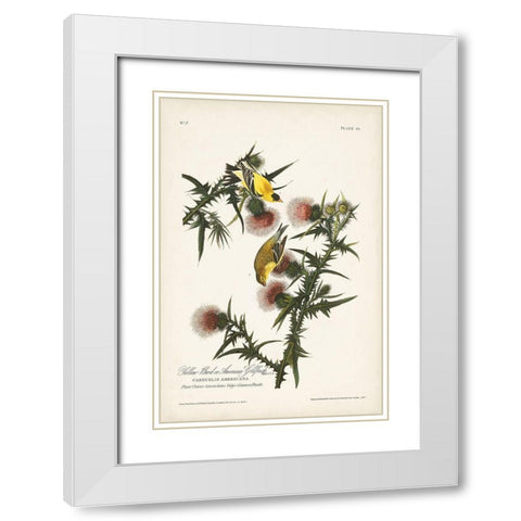 Pl. 33 American Gold Finch White Modern Wood Framed Art Print with Double Matting by Audubon, John James