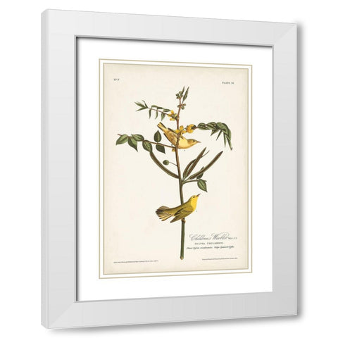 Pl. 35 Childrens Warbler White Modern Wood Framed Art Print with Double Matting by Audubon, John James