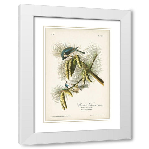 Pl. 39 Crested Titmouse White Modern Wood Framed Art Print with Double Matting by Audubon, John James