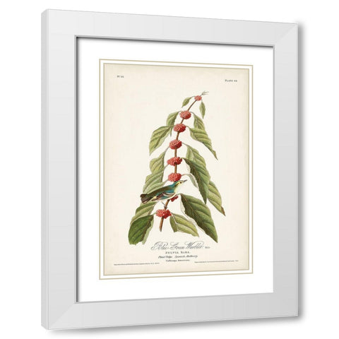 Pl. 49 Blue- Green Warbler White Modern Wood Framed Art Print with Double Matting by Audubon, John James