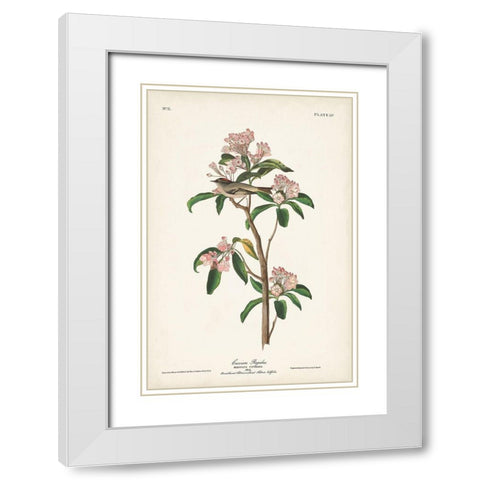 Pl. 55 Cuviers Regulus White Modern Wood Framed Art Print with Double Matting by Audubon, John James