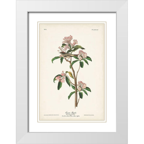 Pl. 55 Cuviers Regulus White Modern Wood Framed Art Print with Double Matting by Audubon, John James