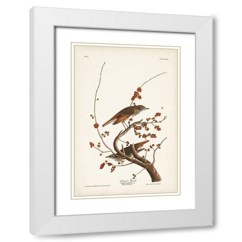 Pl. 58 Hermit Thrush White Modern Wood Framed Art Print with Double Matting by Audubon, John James
