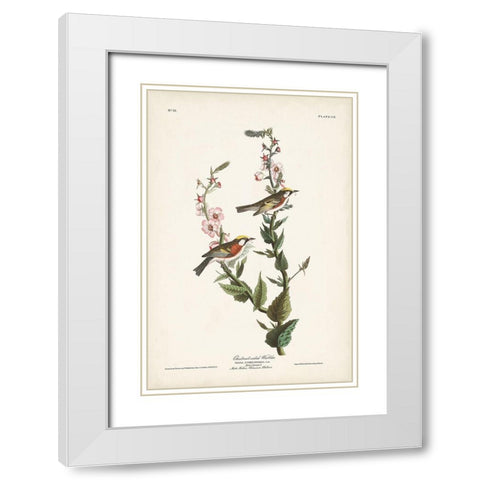 Pl. 59 Chestnut-sided Warbler White Modern Wood Framed Art Print with Double Matting by Audubon, John James