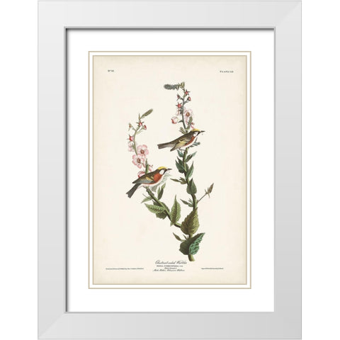 Pl. 59 Chestnut-sided Warbler White Modern Wood Framed Art Print with Double Matting by Audubon, John James