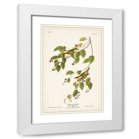 Pl. 60 Carbonated Warbler White Modern Wood Framed Art Print with Double Matting by Audubon, John James