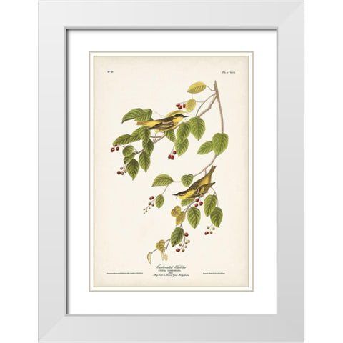 Pl. 60 Carbonated Warbler White Modern Wood Framed Art Print with Double Matting by Audubon, John James