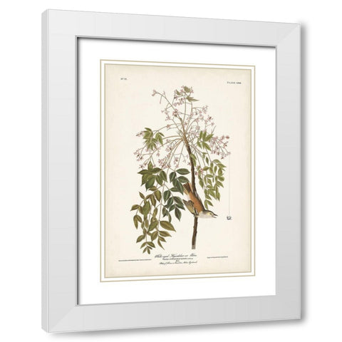 Pl. 63 White-eyed Flycatcher White Modern Wood Framed Art Print with Double Matting by Audubon, John James