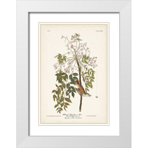 Pl. 63 White-eyed Flycatcher White Modern Wood Framed Art Print with Double Matting by Audubon, John James