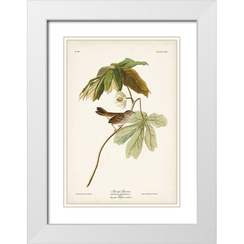 Pl. 64 Swamp Sparrow White Modern Wood Framed Art Print with Double Matting by Audubon, John James