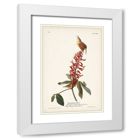 Pl. 78 Great Carolina Wren White Modern Wood Framed Art Print with Double Matting by Audubon, John James