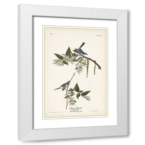 Pl. 84 Bluegrey Flycatcher White Modern Wood Framed Art Print with Double Matting by Audubon, John James
