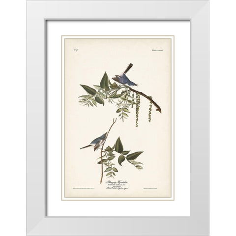 Pl. 84 Bluegrey Flycatcher White Modern Wood Framed Art Print with Double Matting by Audubon, John James