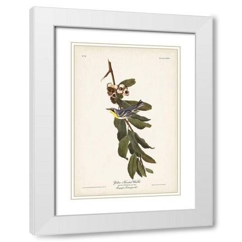 Pl. 85 Yellow-throated Warbler White Modern Wood Framed Art Print with Double Matting by Audubon, John James