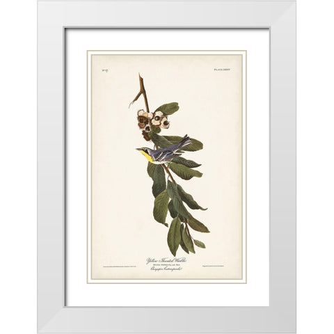 Pl. 85 Yellow-throated Warbler White Modern Wood Framed Art Print with Double Matting by Audubon, John James