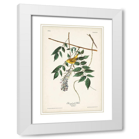 Pl. 95 Blue-eyed Yellow Warbler White Modern Wood Framed Art Print with Double Matting by Audubon, John James
