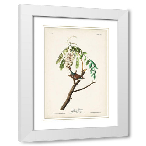 Pl. 104 Chipping Sparrow White Modern Wood Framed Art Print with Double Matting by Audubon, John James