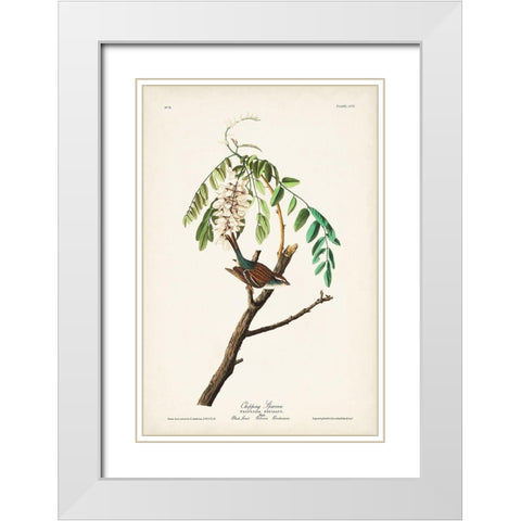 Pl. 104 Chipping Sparrow White Modern Wood Framed Art Print with Double Matting by Audubon, John James