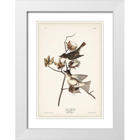 Pl. 120 Pewit Flycatcher White Modern Wood Framed Art Print with Double Matting by Audubon, John James