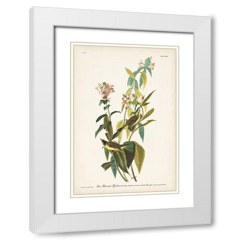 Pl. 124 Green Black-capt Flycatcher White Modern Wood Framed Art Print with Double Matting by Audubon, John James