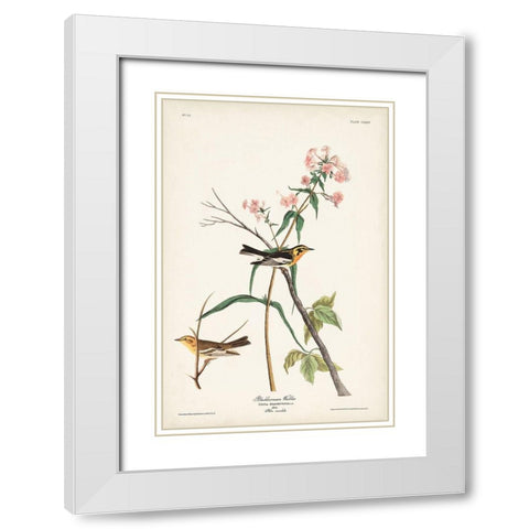 Pl. 135 Blackburnian Warbler White Modern Wood Framed Art Print with Double Matting by Audubon, John James