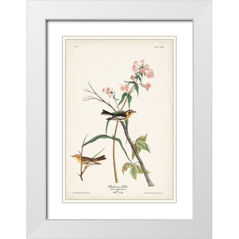 Pl. 135 Blackburnian Warbler White Modern Wood Framed Art Print with Double Matting by Audubon, John James