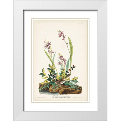 Pl. 139 Field Sparrow White Modern Wood Framed Art Print with Double Matting by Audubon, John James