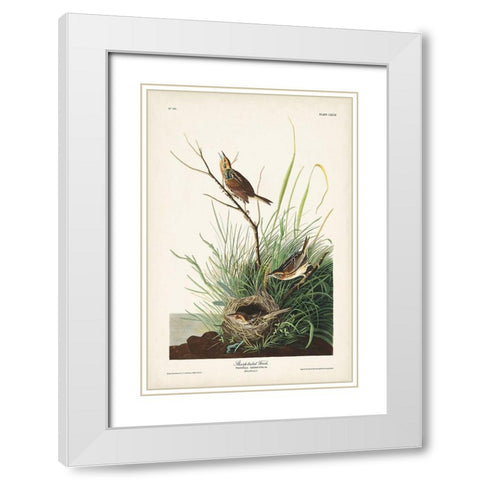 Pl. 149 Sharp-tailed Finch White Modern Wood Framed Art Print with Double Matting by Audubon, John James