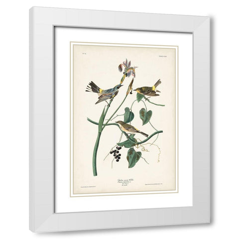 Pl. 153 Yellow-rump Warbler White Modern Wood Framed Art Print with Double Matting by Audubon, John James
